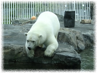 An Alaska polar bear