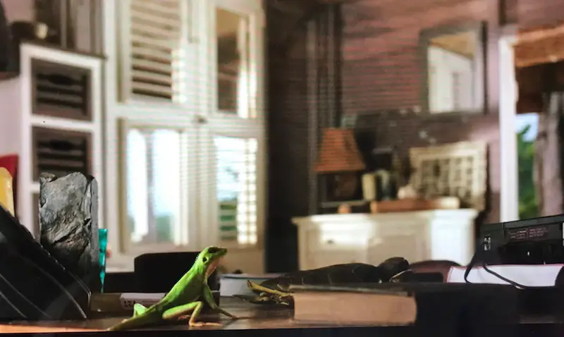 Harry the Lizard on the desk, by the telephone