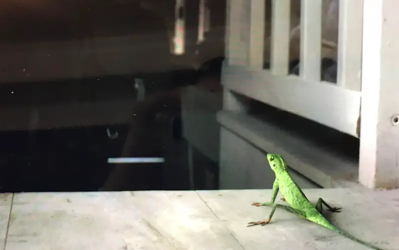 Harry the Lizard at the top of the stairs