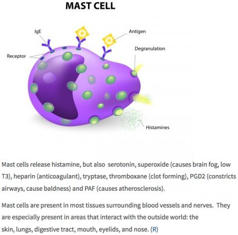 What are mast cells? (histamine, serotonin)