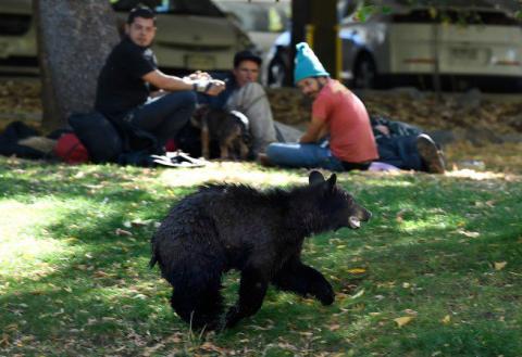 Bear cub wandering around Boulder, Colorado