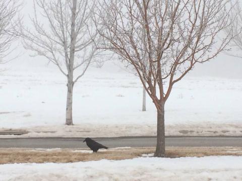 A crow in the snow, Colorado
