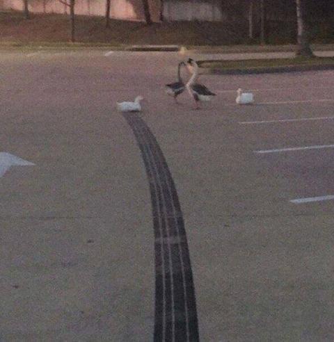 Duck has a rough landing