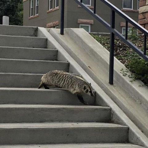 A honey badger at the University of Colorado