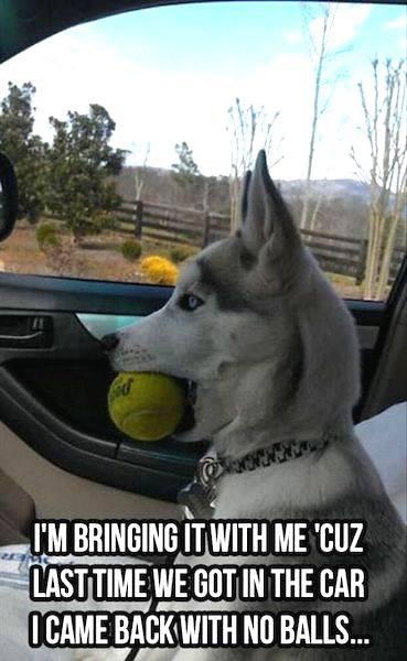 Husky with tennis ball in car