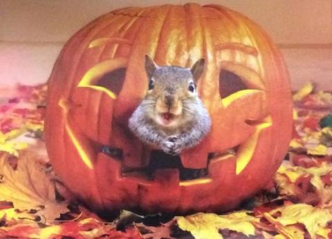 A great Halloween pumpkin squirrel card