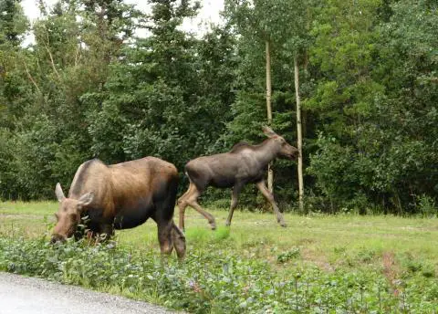 A couple of moose in Alaska