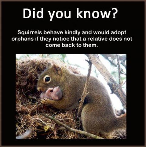 Was I adopted by a squirrel?