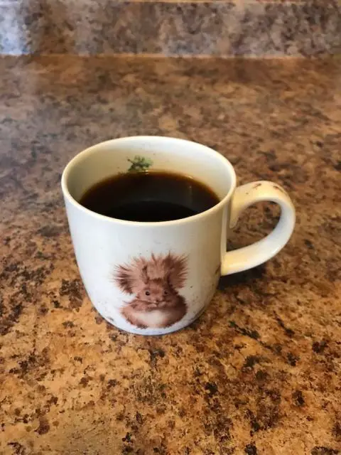 Latest favorite coffee mug (squirrel)