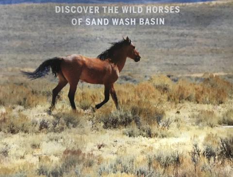 The wild horses of the Sand Wash Basin