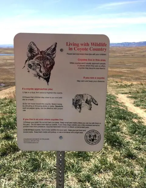 Coyotes in Colorado