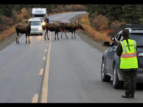 A moose traffic jam in Denali, Alaska