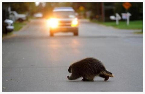 Porcupine crossing the road in Alaska