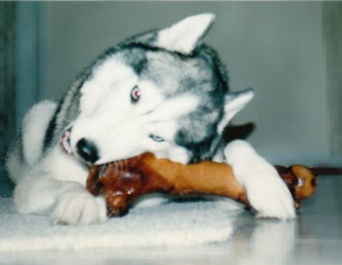 A Siberian Husky and a large bone