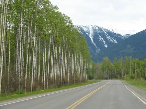 Aspen or Cottonwood trees, somewhere in Canada