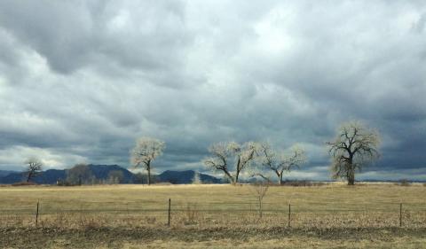 Louisville, Colorado: White trees on a cloudy day