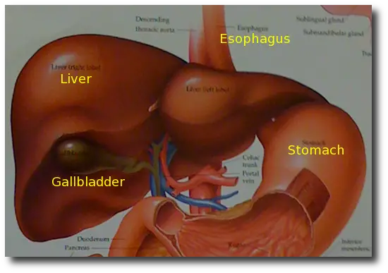 What is a good diet for the gallbladder?