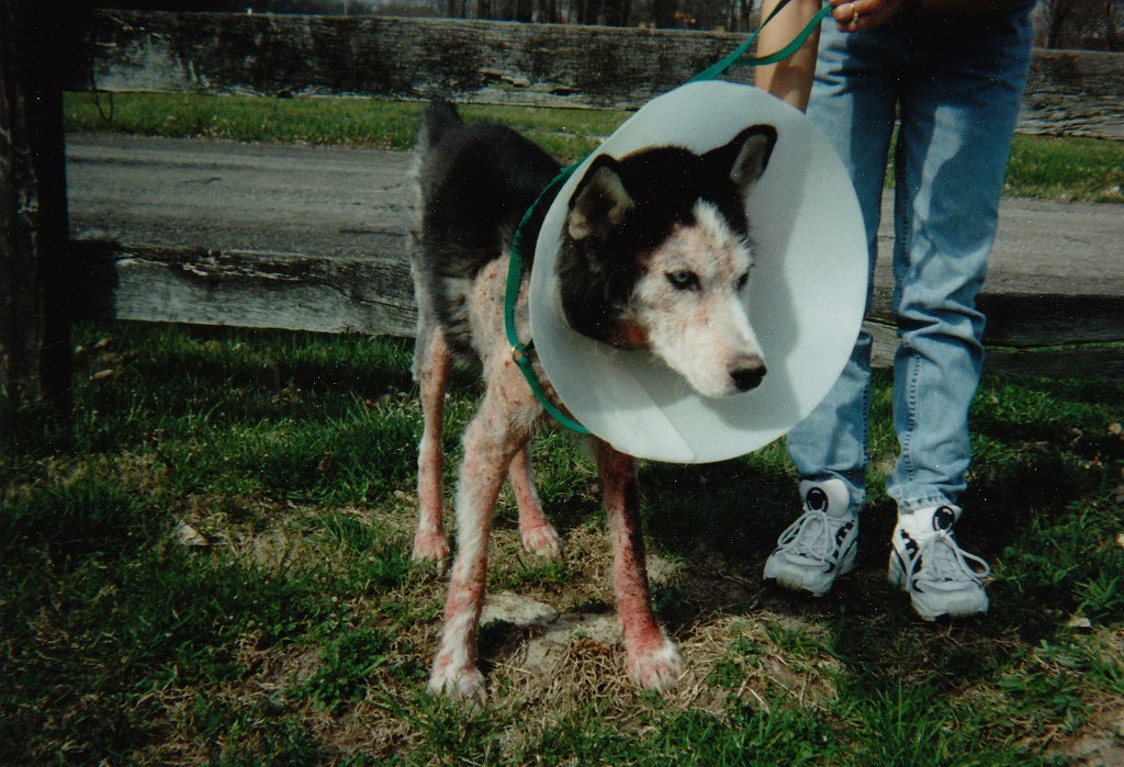 Zeus, when we first got him (and the mange)