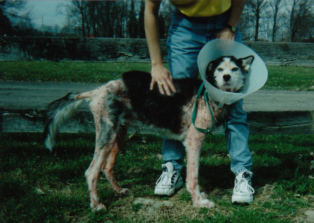 Zeus loved to be petted