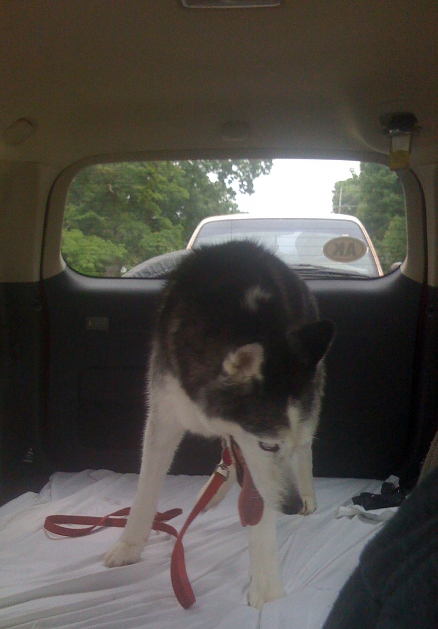 Zeus holding on during a car ride