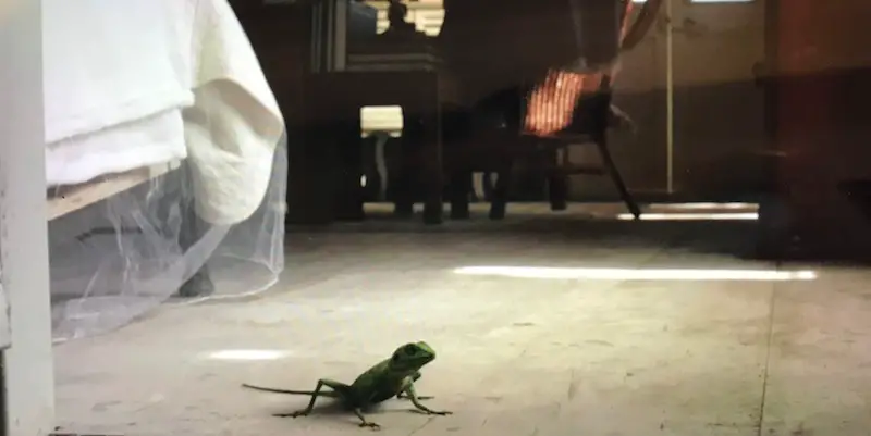 Harry the Lizard on the floor
