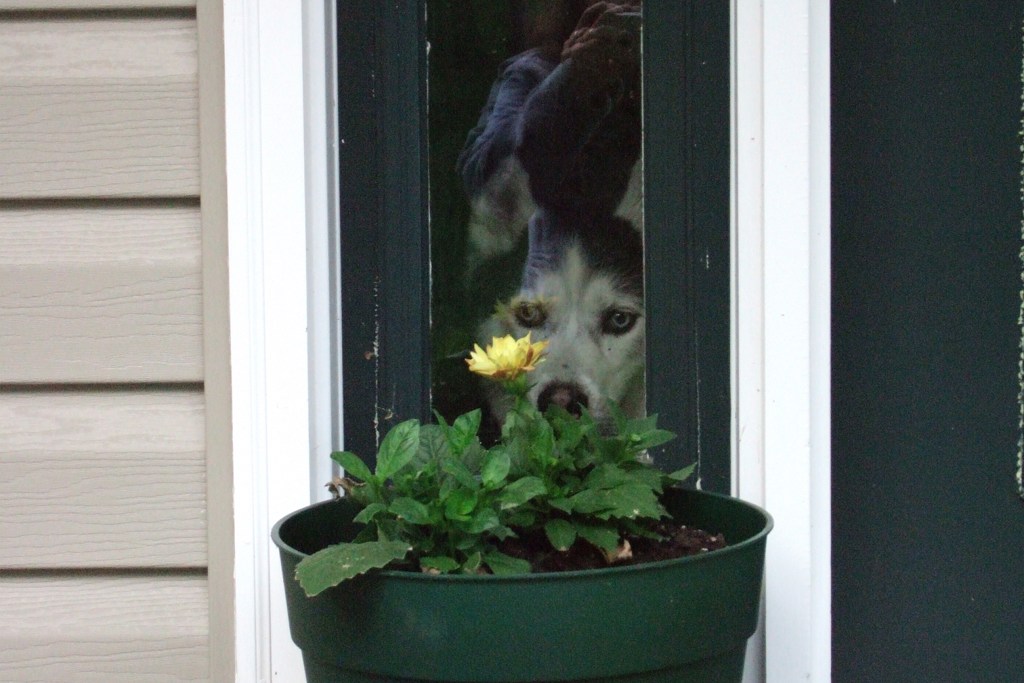 Zeus in the window