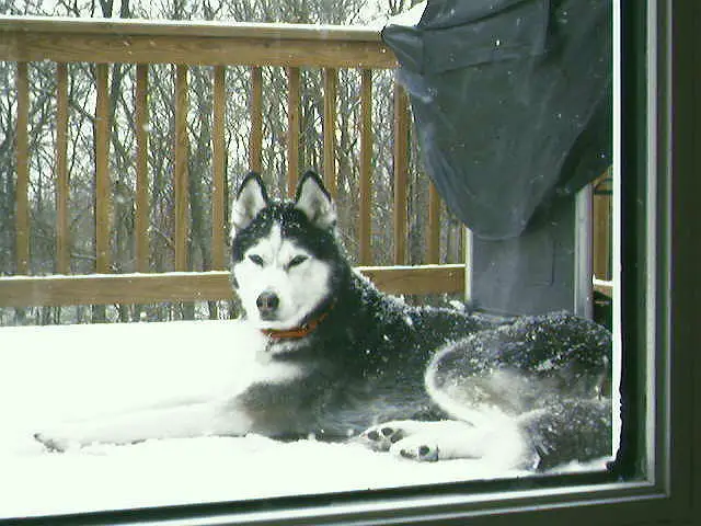 Zeus outside in the snow