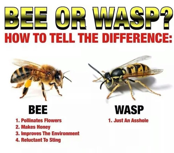 How To Tell The Difference Between A Bee And A Wasp Alvinalexander Com