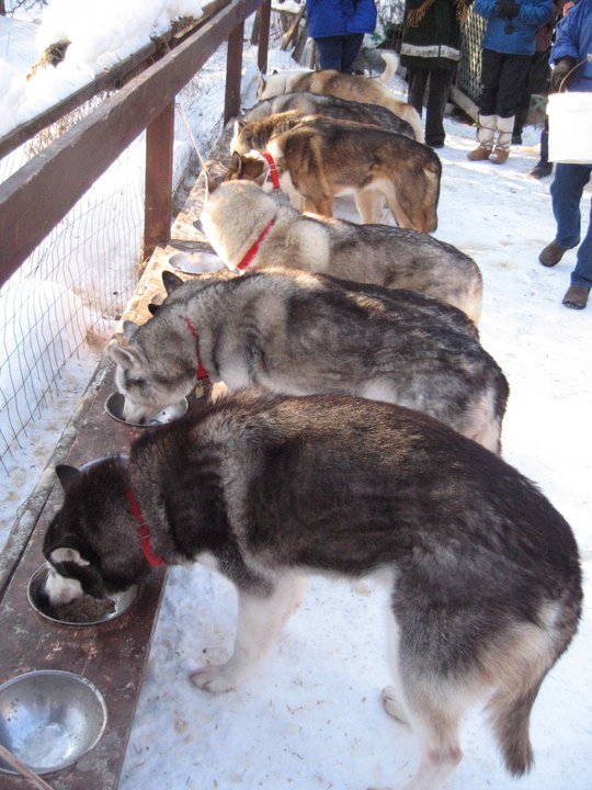 what do sled dogs eat