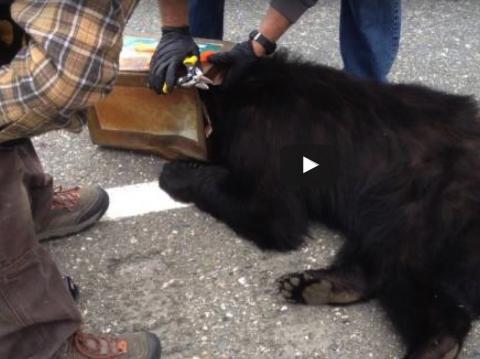 Black bear rescued in Tok, Alaska