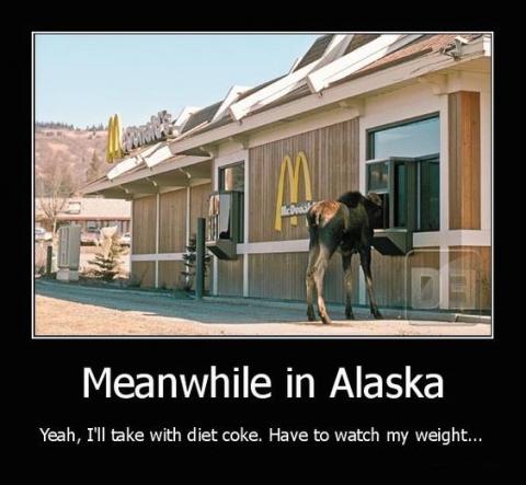A moose at a McDonald's in Alaska