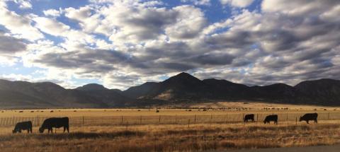 Cattle, field, and mountains near Golden, Colorado