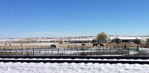 Horses and snow, November 11, 2015