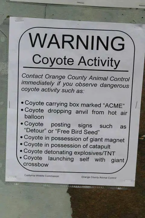 Warning, coyote activity