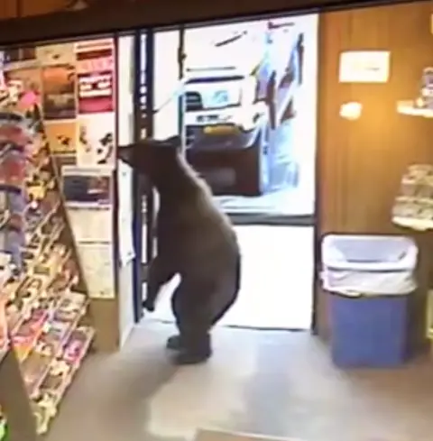 A bear walks into a liquor store in Juneau, Alaska