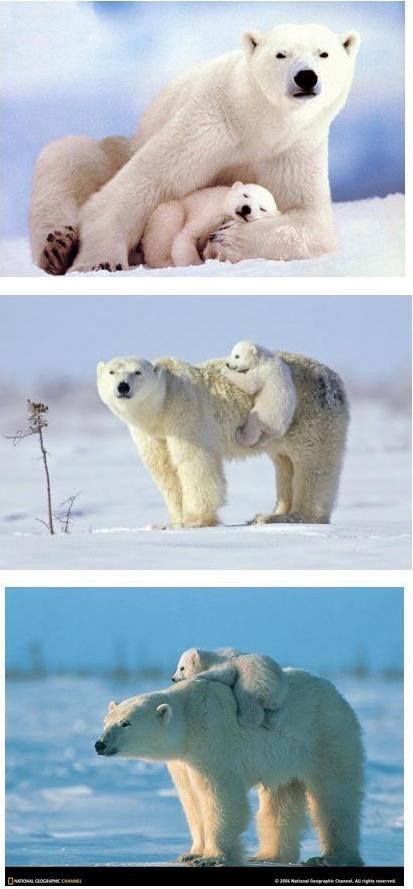 Polar bear photos (mom and cub)