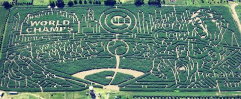 Corn field tribute to the Cubs