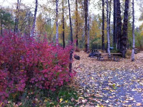 September colors, Talkeetna, Alaska