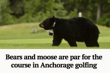 Bears and moose are par for the course in Alaska