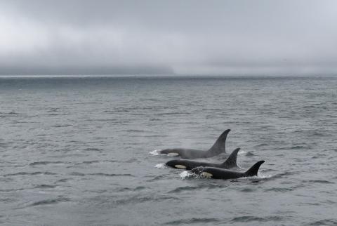 Killer whales in Alaska