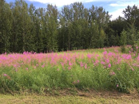 Fireweed blooming in Alaska (and winter coming)