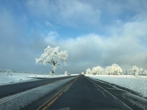 Snowy trees, Louisville, Colorado