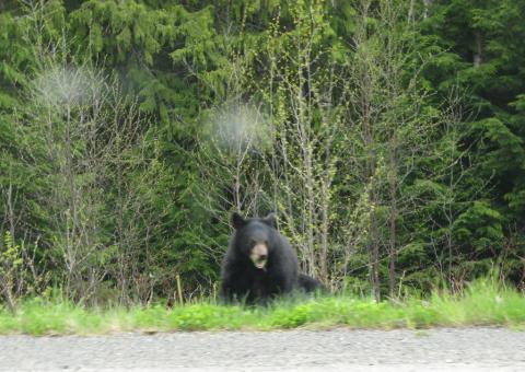 An angry black bear, somewhere in Canada
