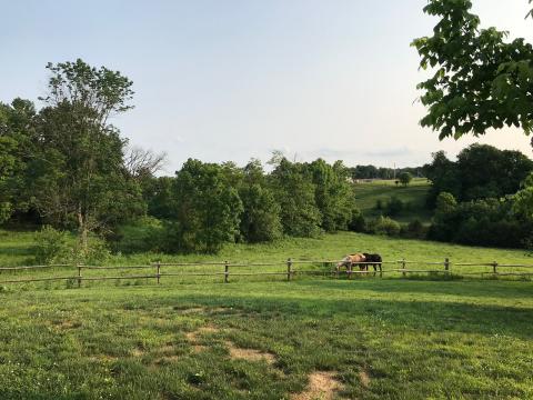 Two horses in Kentucky