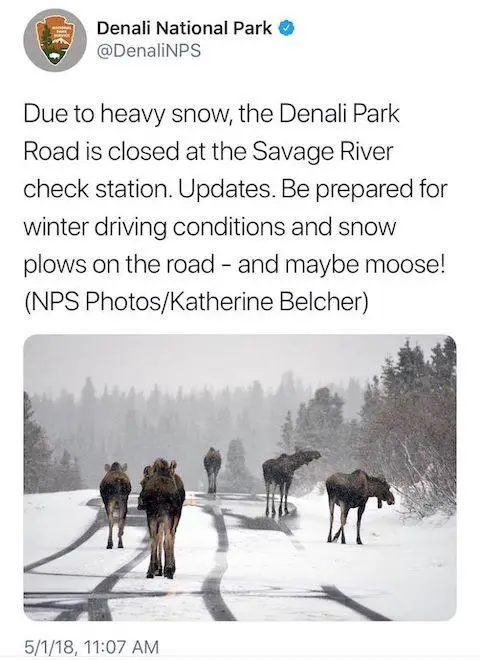 Moose on the road at Denali National Park