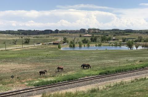 The neigh-bors (horses in Broomfield, Colorado)