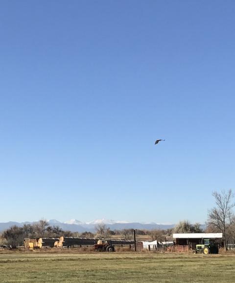 A hawk, a farm, and the Rocky Mountains