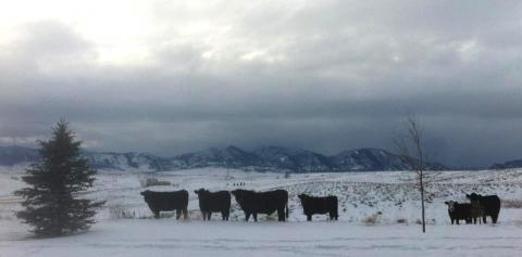 My cattle neighbors in Broomfield, Colorado