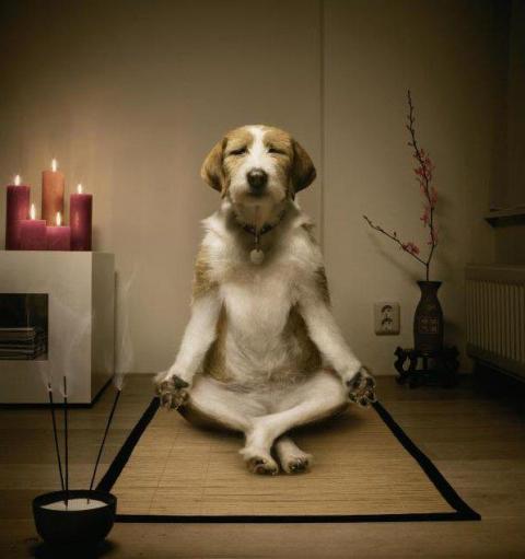 A dog, meditating