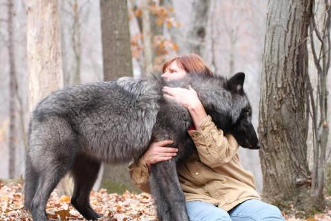 A wolf hug